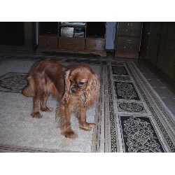 Cavalier King Charles Spaniel breeder Orland 20201