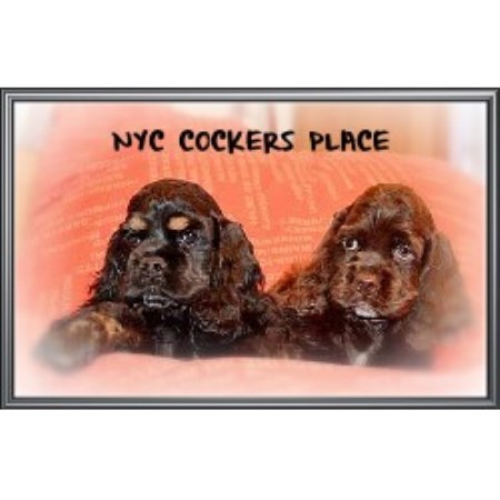 free puppies staten island nyc cockers place american cocker spaniel breeder in staten island new york free puppies staten island nyc cockers place american cocker spaniel breeder in staten island new york