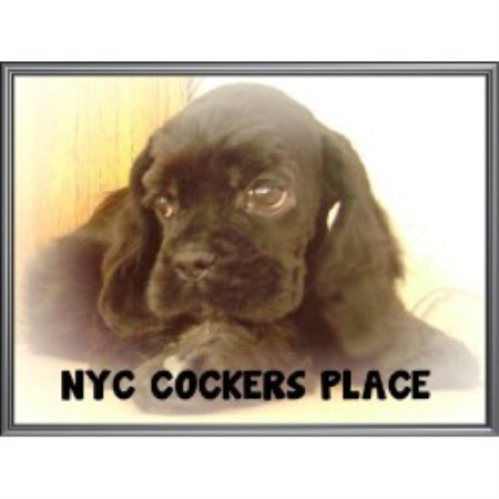 free puppies staten island nyc cockers place american cocker spaniel breeder in staten island new york free puppies staten island nyc cockers place american cocker spaniel breeder in staten island new york
