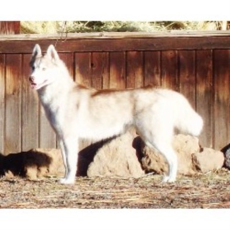husky puppies for sale oregon 302 found husky puppies for sale oregon 302 found