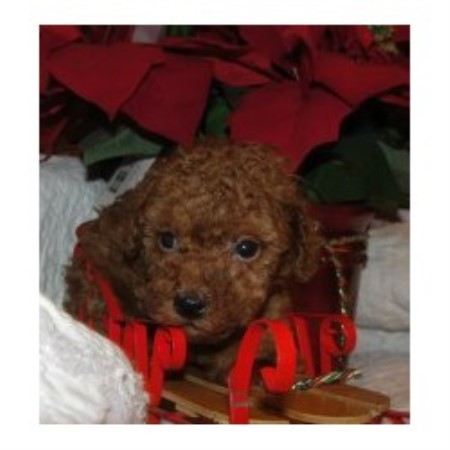 florida poodle breeder toy poodles sister dog