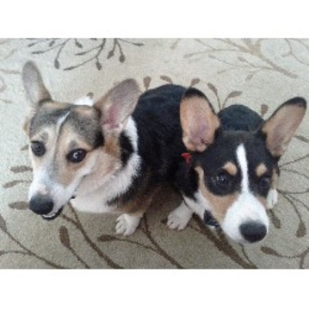 puppy breeders in maryland pembroke corgi breeders in maryland freedoglistings breeds picture puppy breeders in maryland pembroke corgi breeders in maryland freedoglistings breeds picture
