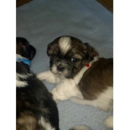 shih tzu breeders new york thompson shih tzu breeder in fulton new york shih tzu breeders new york thompson shih tzu breeder in fulton new york