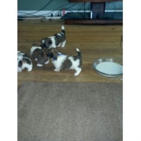 shih tzu breeders new york thompson shih tzu breeder in fulton new york shih tzu breeders new york thompson shih tzu breeder in fulton new york