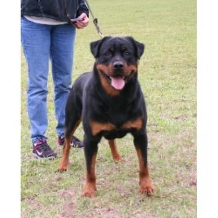 rottweiler breeder