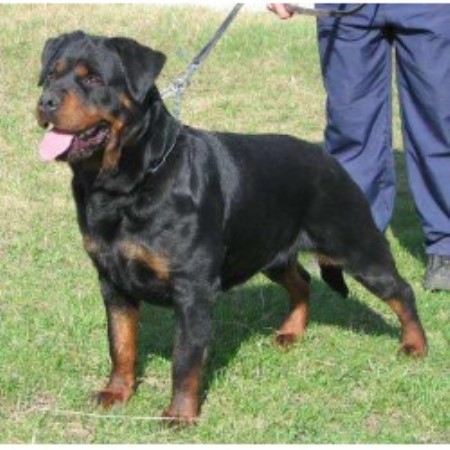 rottweiler mn rottweiler breeders in freedoglistings rottweiler mn rottweiler breeders in freedoglistings