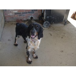 English Springer Spaniel Stud in Pennsylvania