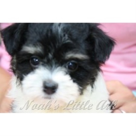 havanese puppies scotia noahs ark havanese breeder in chickamauga listing id 20241 havanese puppies scotia noahs ark havanese breeder in chickamauga listing id 20241
