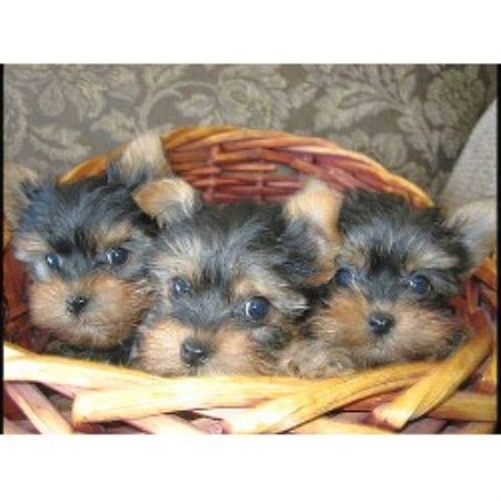 yorkie puppies for sale in alaska terrier yorkie breeders in alaska freedoglistings yorkie puppies for sale in alaska terrier yorkie breeders in alaska freedoglistings
