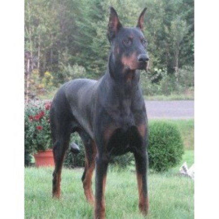 doberman puppies for sale in oklahoma doberman pinscher breeders in ontario freedoglistings doberman puppies for sale in oklahoma doberman pinscher breeders in ontario freedoglistings
