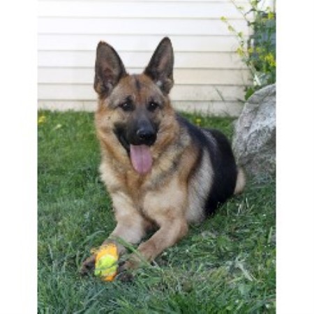 german shepherd puppies michigan carlson s country shepherds german shepherd breeder in onaway michigan listing german shepherd puppies michigan carlson s country shepherds german shepherd breeder in onaway michigan listing