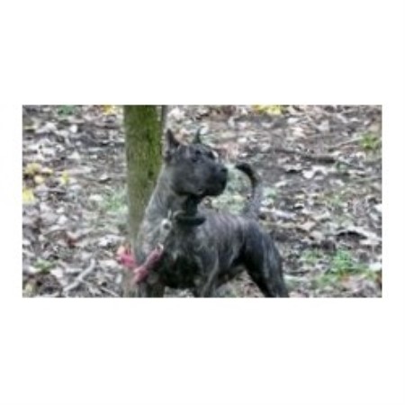 Perro De Presa Canario breeder Chicago 20286