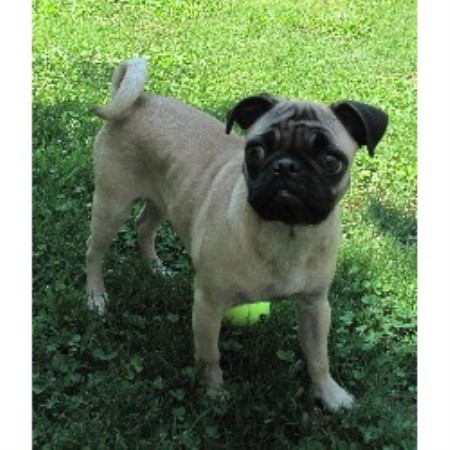 pug breeders alabama patterson pugs pug breeder in pelham alabama pug breeders alabama patterson pugs pug breeder in pelham alabama