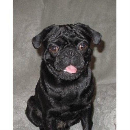pug breeders alabama pug breeders in alabama freedoglistings pug breeders alabama pug breeders in alabama freedoglistings