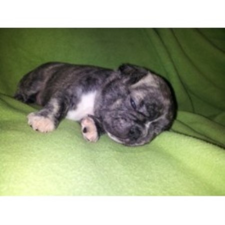 free pug puppies in ct pug breeders in connecticut freedoglistings free pug puppies in ct pug breeders in connecticut freedoglistings