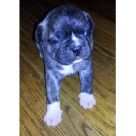 pug breeders ct tails n kisses pug breeder in danielson connecticut pug breeders ct tails n kisses pug breeder in danielson connecticut