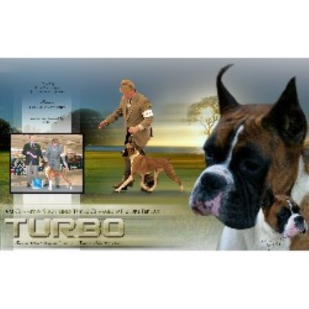 Boxer breeder Bonne Terre  20319