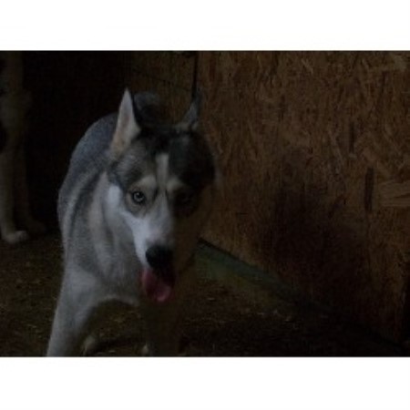 Siberian Husky breeder Belmont 20338
