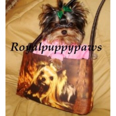 yorkie breeders virginia royal puppy paws terrier breeder in fredericksburg virginia yorkie breeders virginia royal puppy paws terrier breeder in fredericksburg virginia