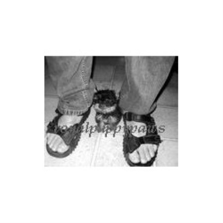 yorkie puppies for sale in fredericksburg va royal puppy paws terrier breeder in fredericksburg virginia yorkie puppies for sale in fredericksburg va royal puppy paws terrier breeder in fredericksburg virginia
