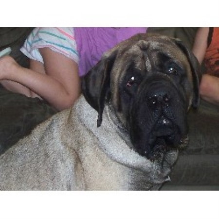 puppies for sale in dubuque iowa ede s mastiffs mastiff breeder in dubuque iowa puppies for sale in dubuque iowa ede s mastiffs mastiff breeder in dubuque iowa