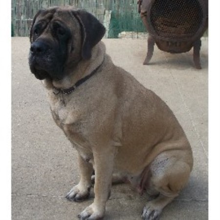 puppies for sale in dubuque iowa ede s mastiffs mastiff breeder in dubuque iowa puppies for sale in dubuque iowa ede s mastiffs mastiff breeder in dubuque iowa