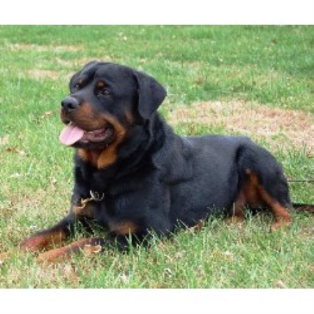 rottweiler puppies in arkansas blue line rottweilers rottweiler breeder in benton arkansas listing id 20354 rottweiler puppies in arkansas blue line rottweilers rottweiler breeder in benton arkansas listing id 20354