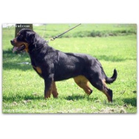 rottweiler puppies in arkansas blue line rottweilers rottweiler breeder in benton arkansas listing id 20354 rottweiler puppies in arkansas blue line rottweilers rottweiler breeder in benton arkansas listing id 20354