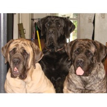 English Mastiff Temperament English Mastiff Temperament
