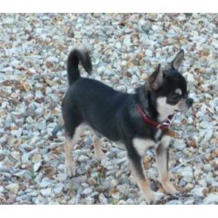 free puppies az chihuahua breeders in arizona freedoglistings free puppies az chihuahua breeders in arizona freedoglistings