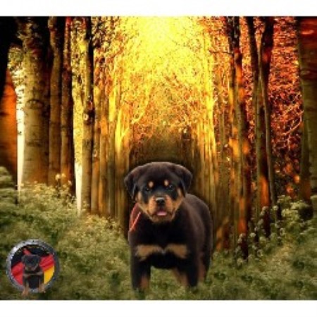 rottweiler breeders ga der korperkraft rottweilers dkv rottweilers rottweiler breeder in atlanta rottweiler breeders ga der korperkraft rottweilers dkv rottweilers rottweiler breeder in atlanta