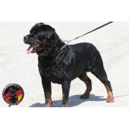 rottweiler breeders ga der korperkraft rottweilers dkv rottweilers rottweiler breeder in atlanta rottweiler breeders ga der korperkraft rottweilers dkv rottweilers rottweiler breeder in atlanta