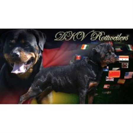 rottweiler breeders ga der korperkraft rottweilers dkv rottweilers rottweiler breeder in atlanta rottweiler breeders ga der korperkraft rottweilers dkv rottweilers rottweiler breeder in atlanta