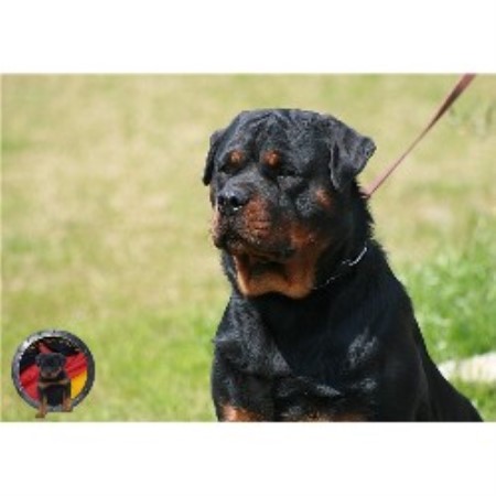 rottweiler breeders ga der korperkraft rottweilers dkv rottweilers rottweiler breeder in atlanta rottweiler breeders ga der korperkraft rottweilers dkv rottweilers rottweiler breeder in atlanta