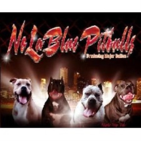 apbt breeders