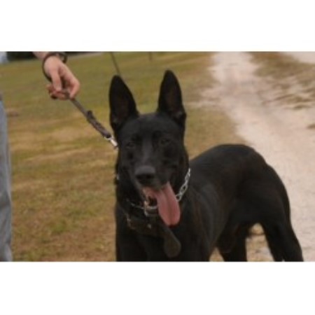 canaan puppies for sale canaan puppies for sale from quality breeders at pupsusacom breeds picture canaan puppies for sale canaan puppies for sale from quality breeders at pupsusacom breeds picture