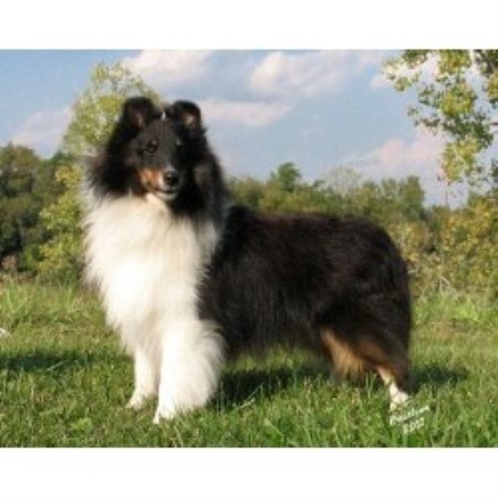 sheepdog puppies ohio akc sheltie puppies ohio breeds picture sheepdog puppies ohio akc sheltie puppies ohio breeds picture