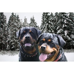 rottweiler breeders in mn rottweiler breeders in ohio freedoglistings breeds picture rottweiler breeders in mn rottweiler breeders in ohio freedoglistings breeds picture