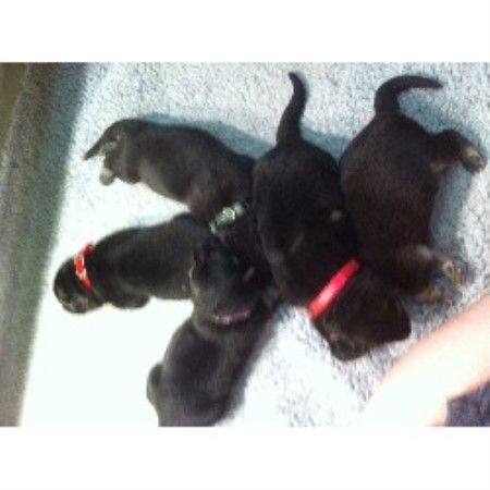 free puppies in oregon todifor shepherds german shepherd breeder in stayton oregon listing id 20429 free puppies in oregon todifor shepherds german shepherd breeder in stayton oregon listing id 20429
