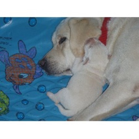 Small Dog Breeders Orange County Ca Small Dog Breeders Orange County Ca