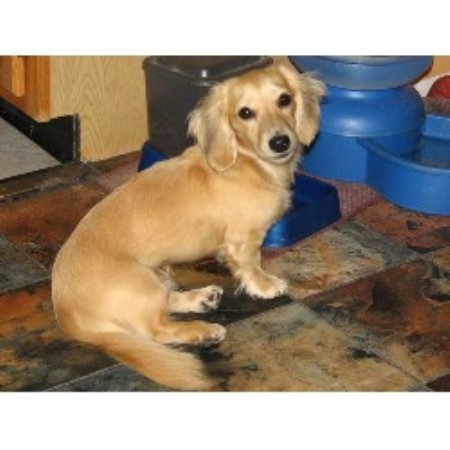 dachshund dachs kennel