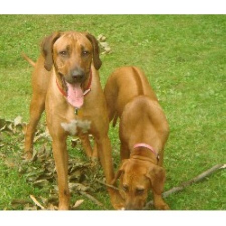 breeders in florida rhodesian ridgeback breeders in florida freedoglistings breeds picture breeders in florida rhodesian ridgeback breeders in florida freedoglistings breeds picture
