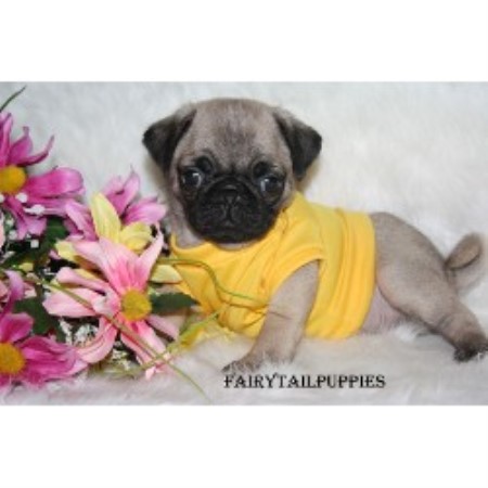 free pug puppies in michigan pug breeders in freedoglistings free pug puppies in michigan pug breeders in freedoglistings