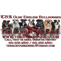 Search locally for English Bulldog Breeders nearest you