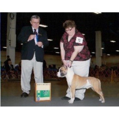 American Staffordshire Terrier breeder Blythe 20524