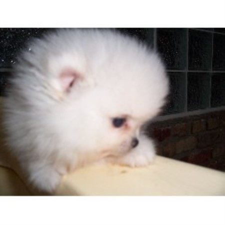 pomeranian rescue louisiana kajun bayou kennels pomeranian breeder in lafayette louisiana 70503 pomeranian rescue louisiana kajun bayou kennels pomeranian breeder in lafayette louisiana 70503