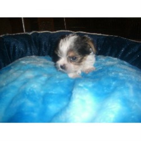 yorkie az arizona parti yorkies for sale breeds picture yorkie az arizona parti yorkies for sale breeds picture