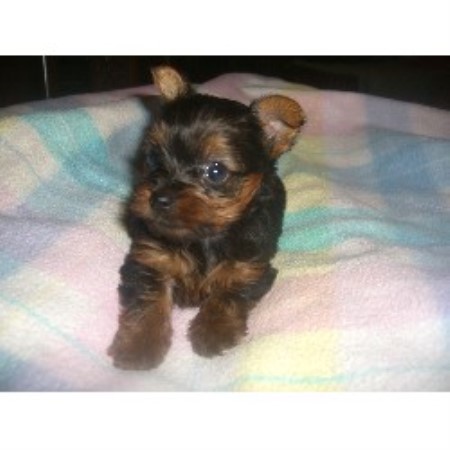 yorkie puppies for sale in arizona yorkie breeders in arizona breeds picture yorkie puppies for sale in arizona yorkie breeders in arizona breeds picture