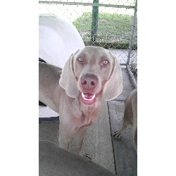 weimaraner puppies florida weimaraner puppies florida breeders weimaraner puppies florida weimaraner puppies florida breeders
