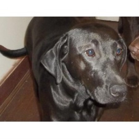 lab puppies for sale in ga labrador retrievers for sale in all labrador retriever studs breeds picture lab puppies for sale in ga labrador retrievers for sale in all labrador retriever studs breeds picture